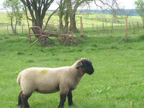 ewe flock sheep